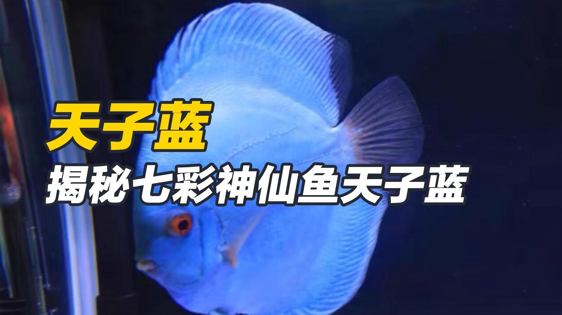 常見的藍色觀賞魚品種（常見的藍色觀賞魚品種介紹）