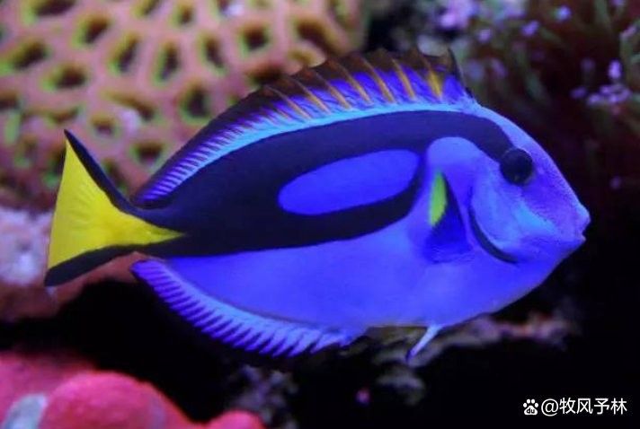 常見的藍色觀賞魚品種（常見的藍色觀賞魚品種介紹）
