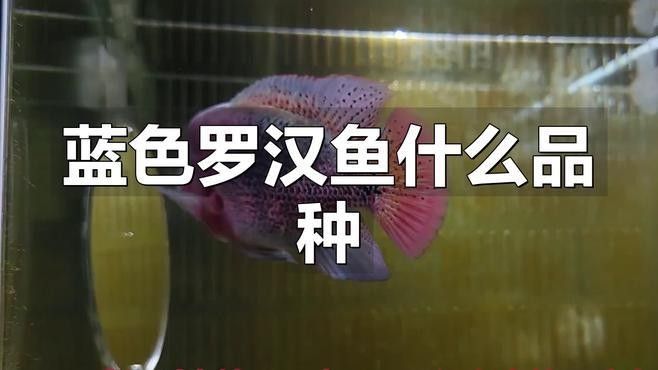 常見的藍色觀賞魚品種（常見的藍色觀賞魚品種介紹）