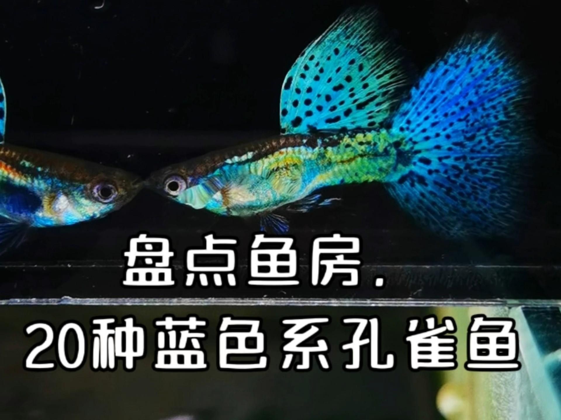 常見的藍色觀賞魚品種（常見的藍色觀賞魚品種介紹）
