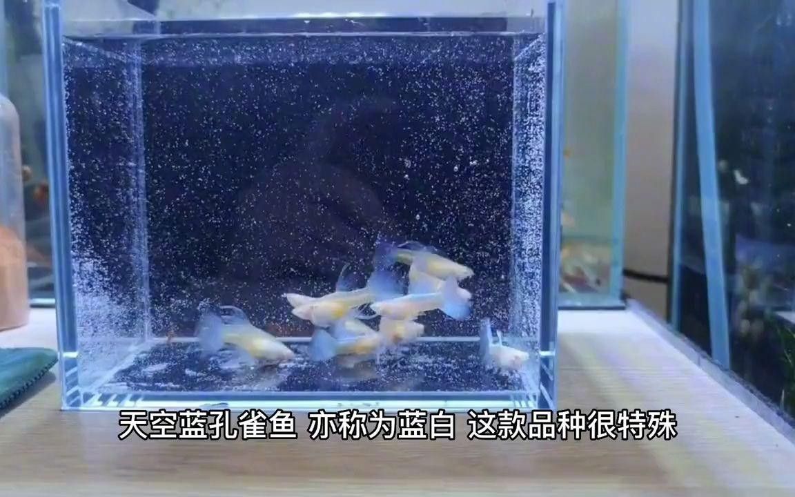 常見的藍色觀賞魚品種（常見的藍色觀賞魚品種介紹）