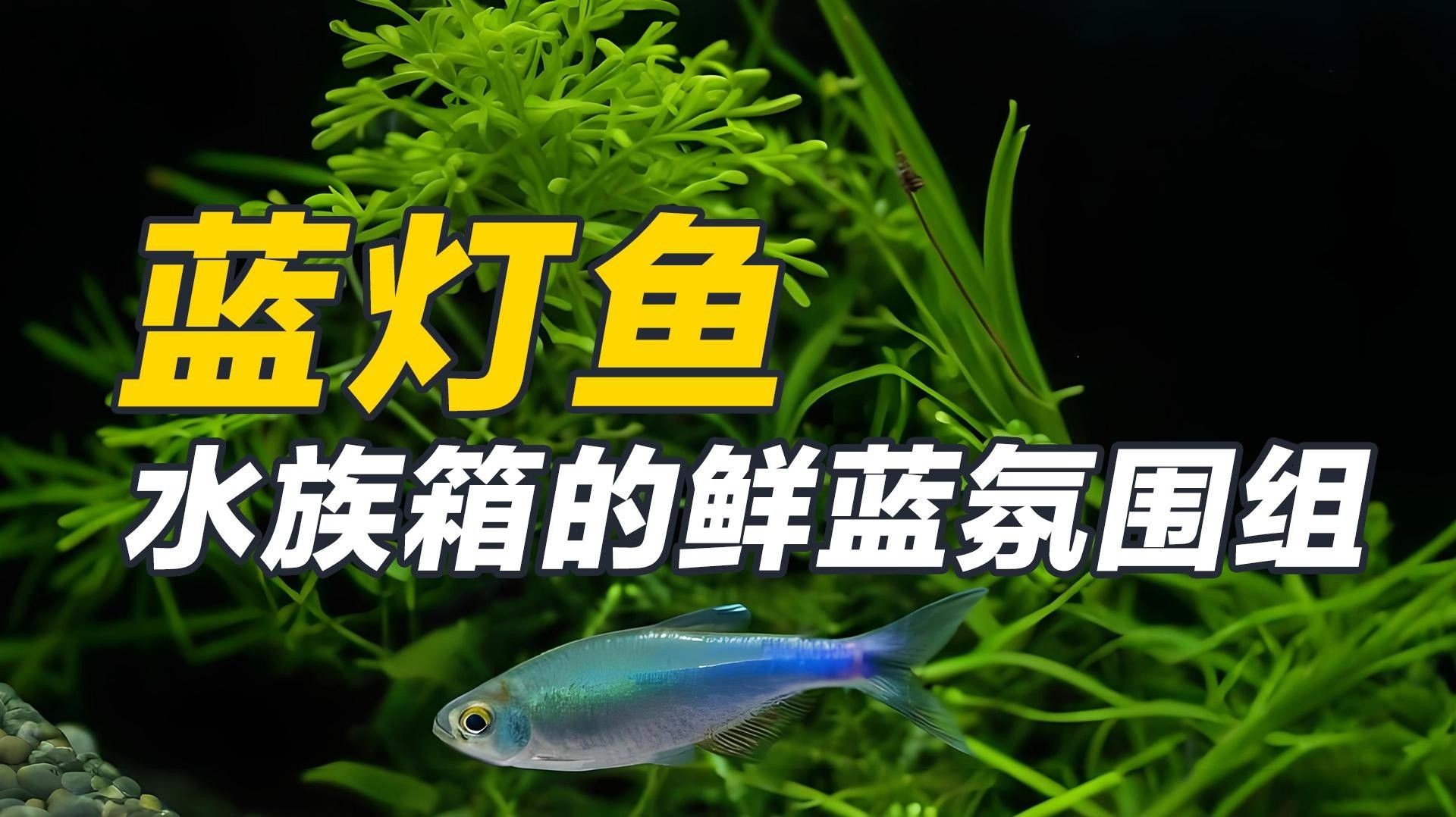 常見的藍色觀賞魚品種（常見的藍色觀賞魚品種介紹）