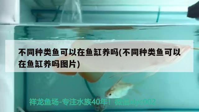 不同種類魚可以在魚缸養嗎(不同種類魚可以在魚缸養嗎圖片)（不同種類魚可以在魚缸養嗎） 不同種類魚可以在魚缸養嗎(不同種類魚可以在魚缸養嗎圖片)（不同種類魚可以在魚缸養嗎） 觀賞魚百科