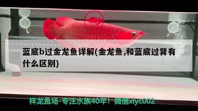 藍(lán)底b過(guò)金龍魚(yú)詳解(金龍魚(yú),和藍(lán)底過(guò)背有什么區(qū)別)