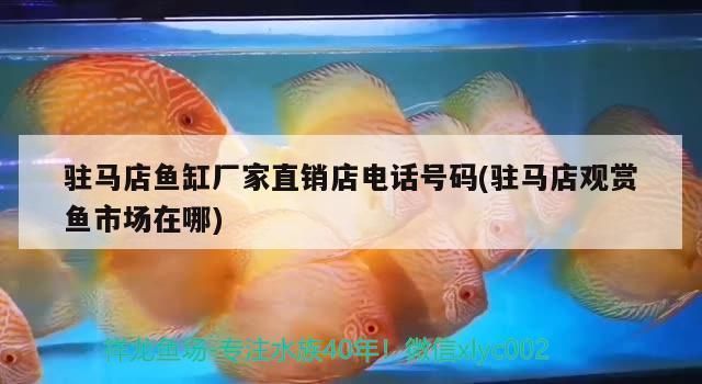 駐馬店魚缸批發市場:駐馬店魚缸批發市場(駐馬店魚缸批發市場在哪里 觀賞魚百科 第1張 駐馬店魚缸批發市場:駐馬店魚缸批發市場(駐馬店魚缸批發市場在哪里 駐馬店魚缸批發市場:駐馬店魚缸批發市場(駐馬店魚缸批發市場在哪里 觀賞魚百科 第1張
