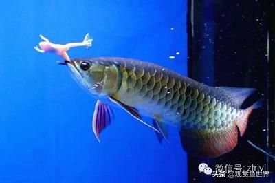 大型觀賞魚種類（大型觀賞魚有哪些種類？）