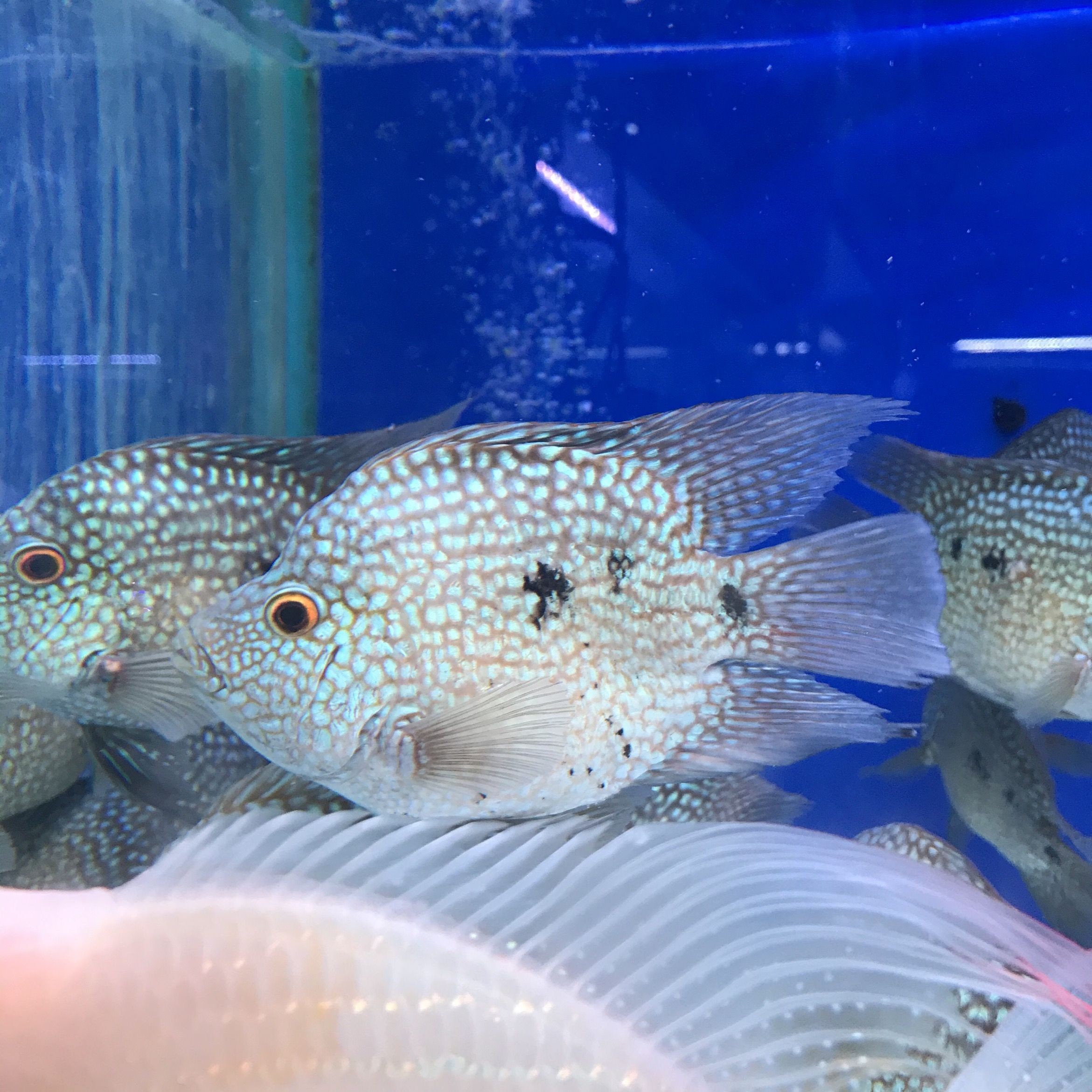 大型觀賞魚種類（大型觀賞魚有哪些種類？）