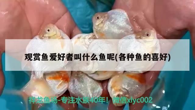 觀賞魚(yú)愛(ài)好者叫什么魚(yú)呢(各種魚(yú)的喜好)（十大最好養(yǎng)小型觀賞魚(yú)） 觀賞魚(yú)愛(ài)好者叫什么魚(yú)呢(各種魚(yú)的喜好)（十大最好養(yǎng)小型觀賞魚(yú)） 觀賞魚(yú)百科