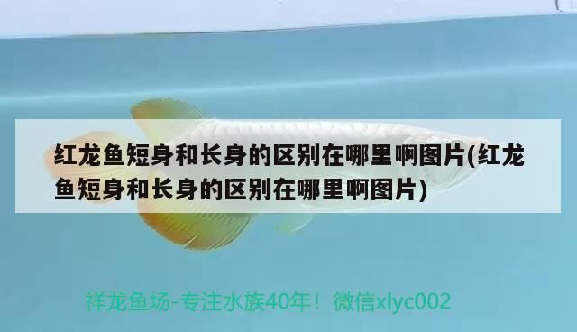 紅龍魚短身和長身的區(qū)別在哪里啊圖片(紅龍魚短身和長身的區(qū)別在哪里啊圖片)（紅龍魚短身和長身的區(qū)別）
