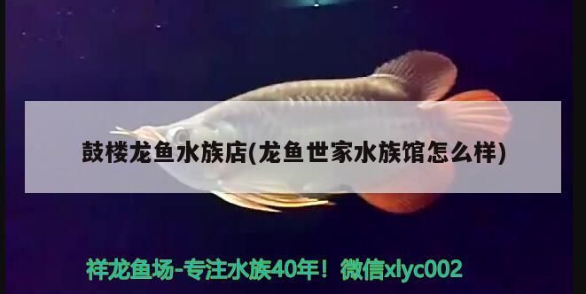 鼓樓龍魚水族店(龍魚世家水族館怎么樣)（深圳鼓樓龍魚水族店，鼓樓龍魚水族店）