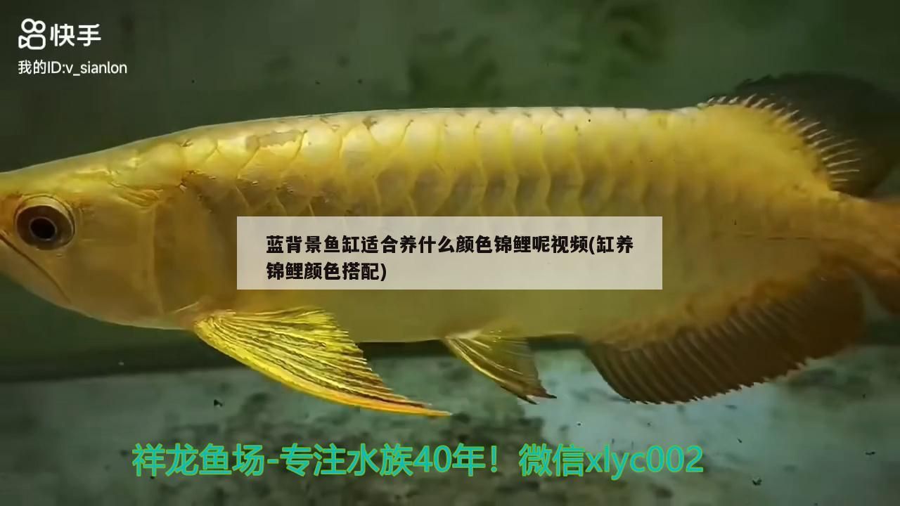 藍(lán)背景魚(yú)缸適合養(yǎng)什么顏色錦鯉呢視頻(缸養(yǎng)錦鯉顏色搭配)（藍(lán)背景魚(yú)缸適合養(yǎng)什么顏色的錦鯉呢視頻）