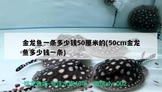 紅龍魚 金龍魚一條多少錢50厘米的(50cm金龍魚多少錢一條)(金龍魚一條多少錢50厘米的) 觀賞魚百科 金龍魚一條多少錢50厘米的(50cm金龍魚多少錢一條)(金龍魚一條多少錢50厘米的) 金龍魚一條多少錢50厘米的(50cm金龍魚多少錢一條)(金龍魚一條多少錢50厘米的) 觀賞魚百科