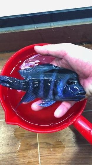 依蘭龍魚（依蘭龍魚是什么魚）