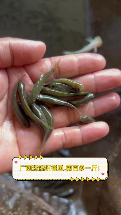 廣西沉香魚（廣西<strong><mark>崇左</mark></strong>獨(dú)有的沉香魚,拿來做魚生真是絕了,搞了四條保安閑炒）
