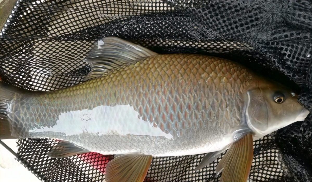 紅龍魚喂什么小魚好養（關于紅龍魚的問題）