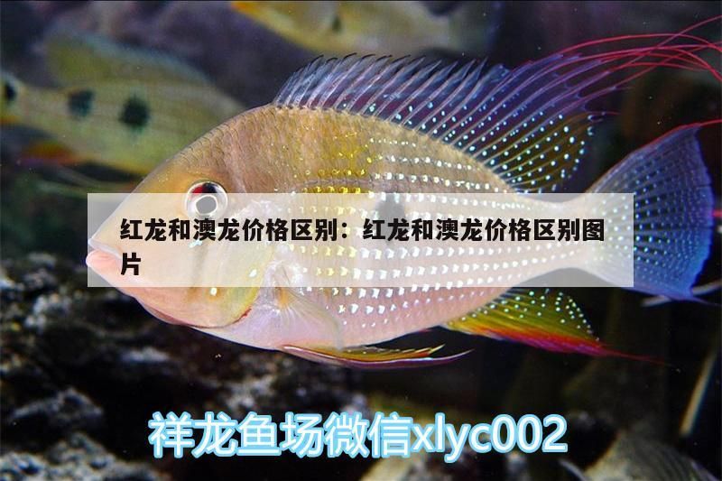我的虎魚真菌感染了要怎么處理 紅龍和澳龍價格區別:紅龍和澳龍價格區別圖片(紅龍和澳龍價格區別) 觀賞魚百科 紅龍和澳龍價格區別:紅龍和澳龍價格區別圖片(紅龍和澳龍價格區別) 紅龍和澳龍價格區別:紅龍和澳龍價格區別圖片(紅龍和澳龍價格區別) 觀賞魚百科