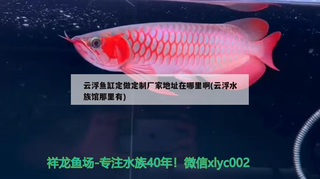 云浮魚缸定做定制廠家地址在哪里啊(云浮水族館那里有)（云浮魚缸定做定制廠家地址在哪里） 云浮魚缸定做定制廠家地址在哪里啊(云浮水族館那里有)（云浮魚缸定做定制廠家地址在哪里） 觀賞魚百科