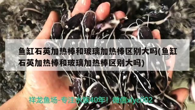 魚缸石英加熱棒和玻璃加熱棒區(qū)別大嗎(魚缸石英加熱棒和玻璃加熱棒區(qū)別大嗎)（魚缸石英加熱棒和玻璃加熱棒區(qū)別大嗎） 魚缸石英加熱棒和玻璃加熱棒區(qū)別大嗎(魚缸石英加熱棒和玻璃加熱棒區(qū)別大嗎)（魚缸石英加熱棒和玻璃加熱棒區(qū)別大嗎） 觀賞魚百科