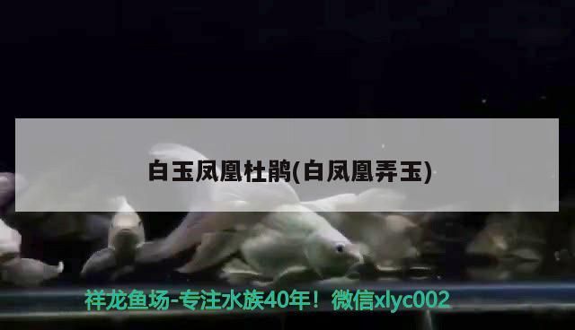 詳細閱讀:白玉鳳凰杜鵑(白鳳凰弄玉)(白玉鳳凰杜鵑) 白玉鳳凰杜鵑(白鳳凰弄玉)(白玉鳳凰杜鵑)