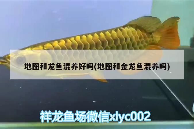 地圖和龍魚混養好嗎(地圖和金龍魚混養嗎)（地圖和金龍魚混養好嗎） 地圖和龍魚混養好嗎(地圖和金龍魚混養嗎)（地圖和金龍魚混養好嗎） 觀賞魚百科