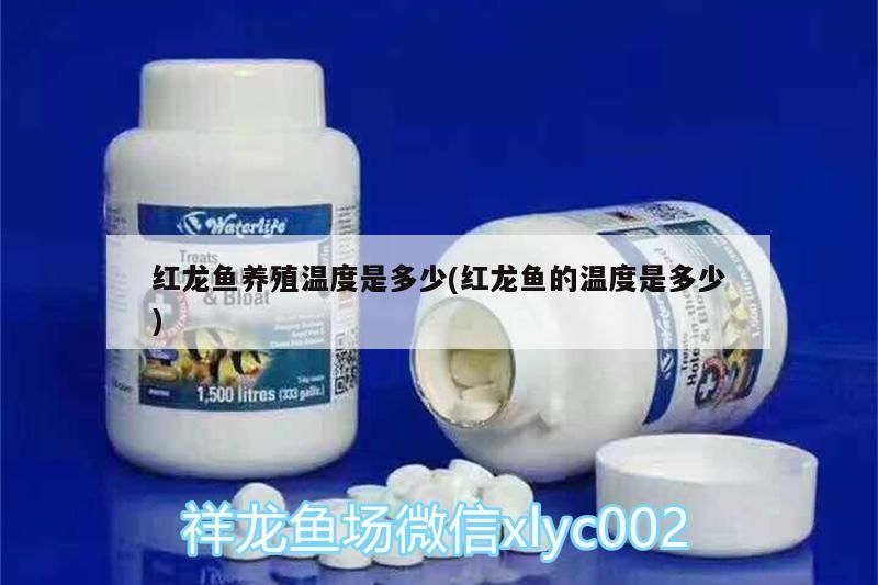 紅龍魚養(yǎng)殖溫度是多少(紅龍魚的溫度是多少)（紅龍魚養(yǎng)殖溫度是多少）