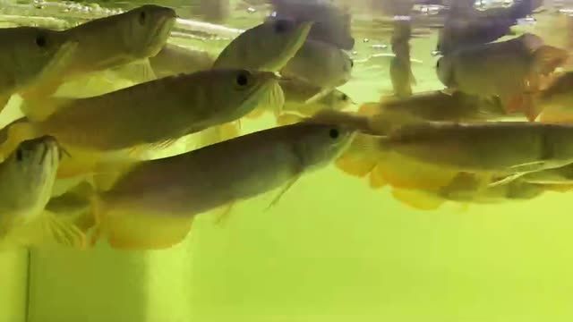 讓我得瑟下(我對自己的成就與自豪) 觀賞魚百科 第1張 讓我得瑟下(我對自己的成就與自豪) 讓我得瑟下(我對自己的成就與自豪) 觀賞魚百科 第1張
