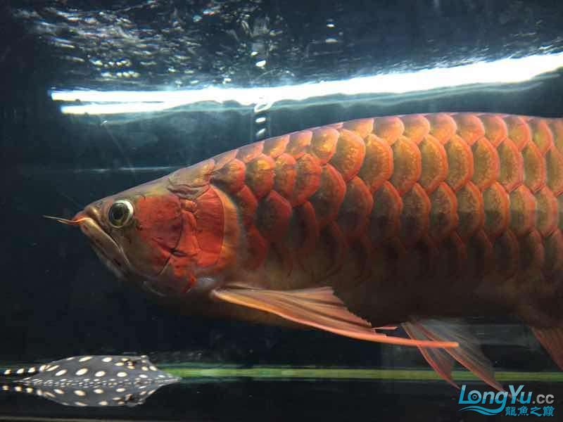 讓我得瑟下(我對自己的成就與自豪) 觀賞魚百科 第2張 讓我得瑟下(我對自己的成就與自豪) 讓我得瑟下(我對自己的成就與自豪) 觀賞魚百科 第2張