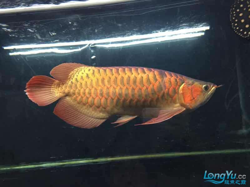 讓我得瑟下(我對自己的成就與自豪) 觀賞魚百科 第4張 讓我得瑟下(我對自己的成就與自豪) 讓我得瑟下(我對自己的成就與自豪) 觀賞魚百科 第4張