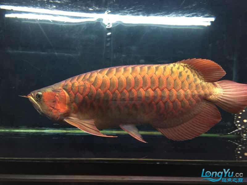 讓我得瑟下(我對自己的成就與自豪) 觀賞魚百科 第3張 讓我得瑟下(我對自己的成就與自豪) 讓我得瑟下(我對自己的成就與自豪) 觀賞魚百科 第3張