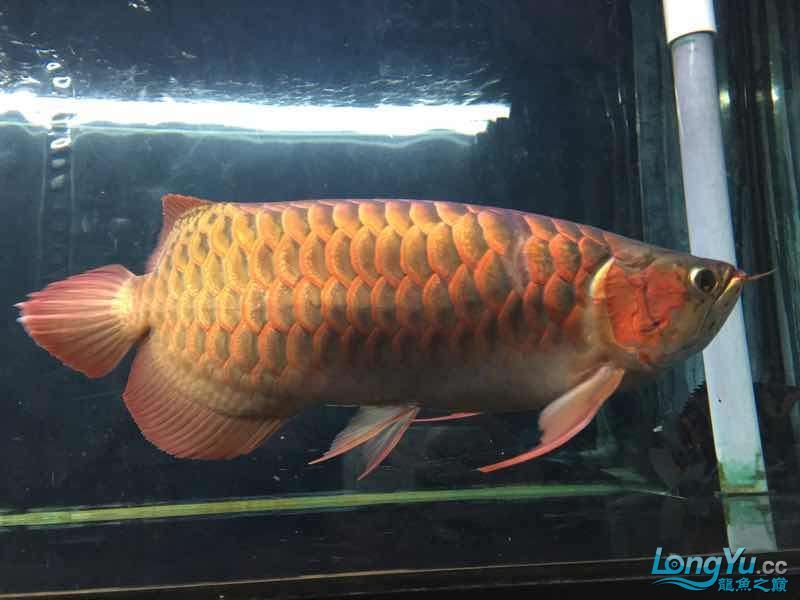 讓我得瑟下(我對自己的成就與自豪) 觀賞魚百科 第5張 讓我得瑟下(我對自己的成就與自豪) 讓我得瑟下(我對自己的成就與自豪) 觀賞魚百科 第5張
