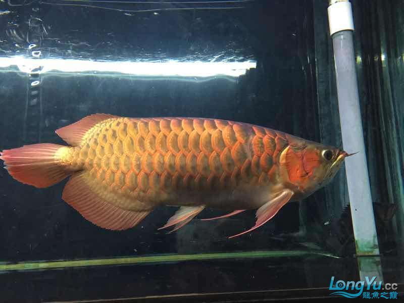 讓我得瑟下(我對自己的成就與自豪) 觀賞魚百科 第7張 讓我得瑟下(我對自己的成就與自豪) 讓我得瑟下(我對自己的成就與自豪) 觀賞魚百科 第7張