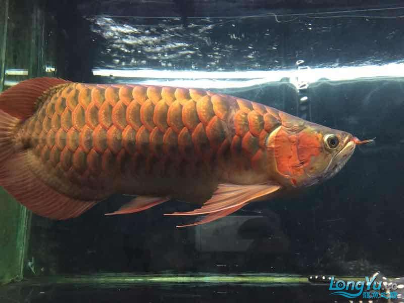 讓我得瑟下(我對自己的成就與自豪) 觀賞魚百科 第6張 讓我得瑟下(我對自己的成就與自豪) 讓我得瑟下(我對自己的成就與自豪) 觀賞魚百科 第6張
