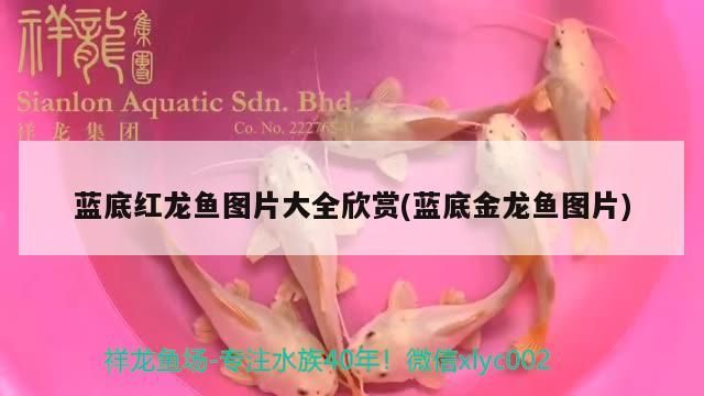 藍底紅龍魚圖片大全欣賞(藍底金龍魚圖片)（藍底紅龍魚圖片大全） 藍底紅龍魚圖片大全欣賞(藍底金龍魚圖片)（藍底紅龍魚圖片大全） 觀賞魚百科