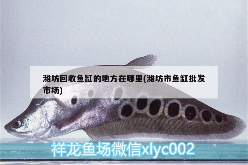 濰坊回收魚缸的地方在哪里(濰坊市魚缸批發市場)（濰坊回收魚缸回收魚缸的地方在哪里和濰坊市魚缸批發市場在哪里） 濰坊回收魚缸的地方在哪里(濰坊市魚缸批發市場)（濰坊回收魚缸回收魚缸的地方在哪里和濰坊市魚缸批發市場在哪里） 觀賞魚百科