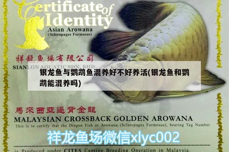 銀龍魚(yú)與鸚鵡魚(yú)混養(yǎng)好不好養(yǎng)活(銀龍魚(yú)和鸚鵡能混養(yǎng)嗎)（銀龍魚(yú)與鸚鵡魚(yú)混養(yǎng)好不好養(yǎng)活）