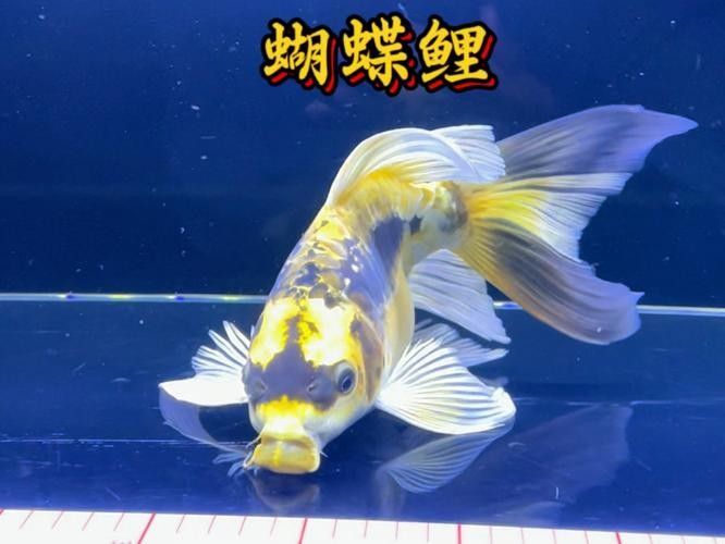 蝴蝶鯉百科品牌（5年老手實測推薦6款鄉村小唐聽,蝴蝶鯉的壽命有多長） 蝴蝶鯉百科品牌（5年老手實測推薦6款鄉村小唐聽,蝴蝶鯉的壽命有多長） 觀賞魚百科 第2張