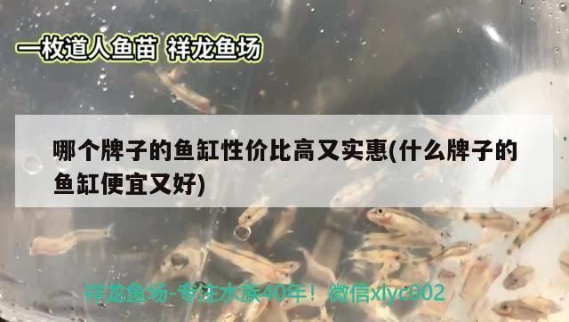 魚缸過濾器選購指南:自制魚缸過濾器魚缸上置過濾器對于養魚愛好者的必備知識 龍魚缸混養什么魚(魚缸混養需要考慮以下幾個因素) 觀賞魚百科 龍魚缸混養什么魚(魚缸混養需要考慮以下幾個因素) 龍魚缸混養什么魚(魚缸混養需要考慮以下幾個因素) 觀賞魚百科