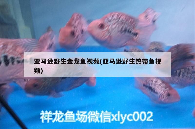 亞馬遜野生金龍魚視頻(亞馬遜野生熱帶魚視頻)（亞馬遜野生金龍魚的起源歷史）
