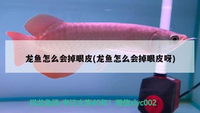 龍魚(yú)怎么會(huì)掉眼皮(龍魚(yú)怎么會(huì)掉眼皮呀)（龍魚(yú)為什么會(huì)掉眼？）