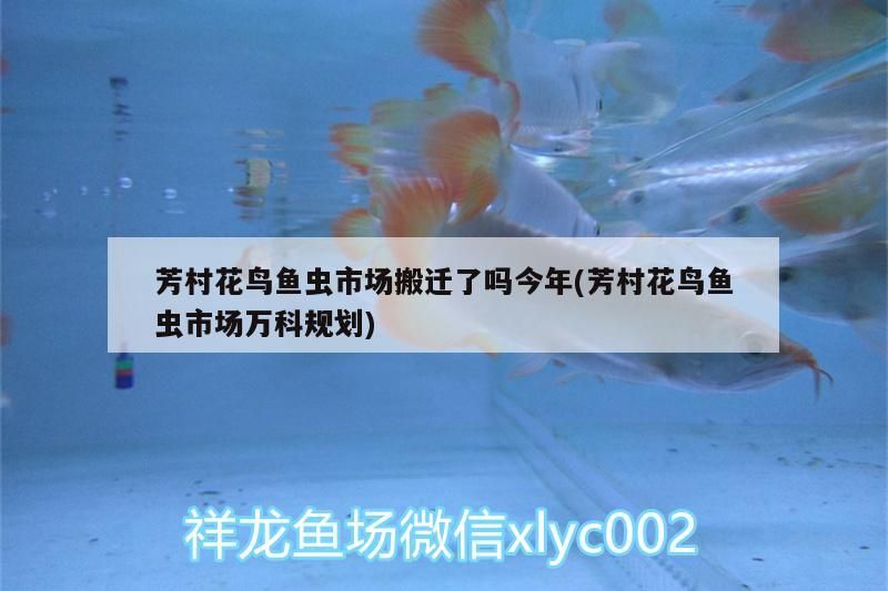 芳村花鳥魚蟲市場搬遷了嗎今年(芳村花鳥魚蟲市場萬科規(guī)劃)（廣州芳村花鳥魚蟲市場已經(jīng)搬到了廣佛線菊樹站）