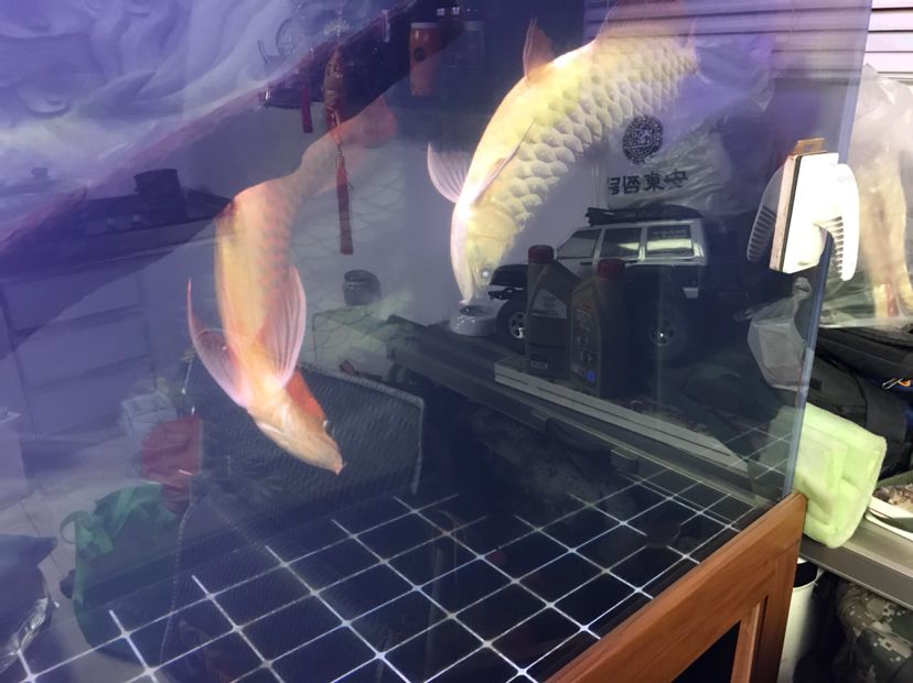 加熱棒壞了，兩條魚嚴(yán)重失衡！！（北京老寧評(píng)論：龍魚的生命力是頑強(qiáng)的，我認(rèn)為不能放棄）