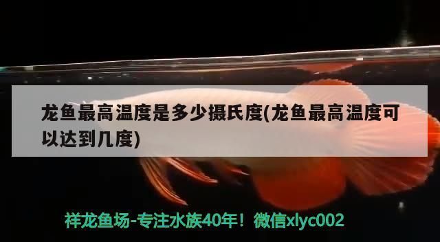 龍魚最高溫度是多少攝氏度(龍魚最高溫度可以達到幾度)（龍魚最高溫度是多少攝氏度） 龍魚最高溫度是多少攝氏度(龍魚最高溫度可以達到幾度)（龍魚最高溫度是多少攝氏度） 觀賞魚百科