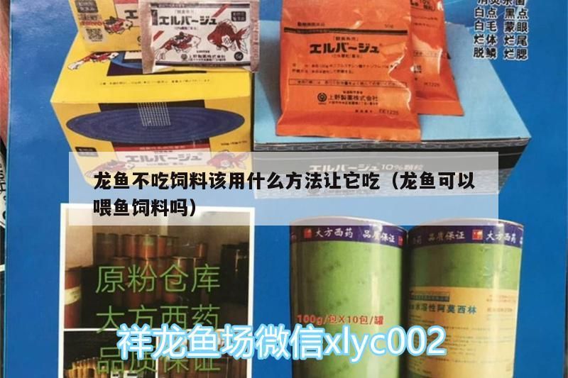 龍魚不吃飼料該用什么方法讓它吃（龍魚可以喂魚飼料嗎）（如何解決龍魚不吃食的問題）