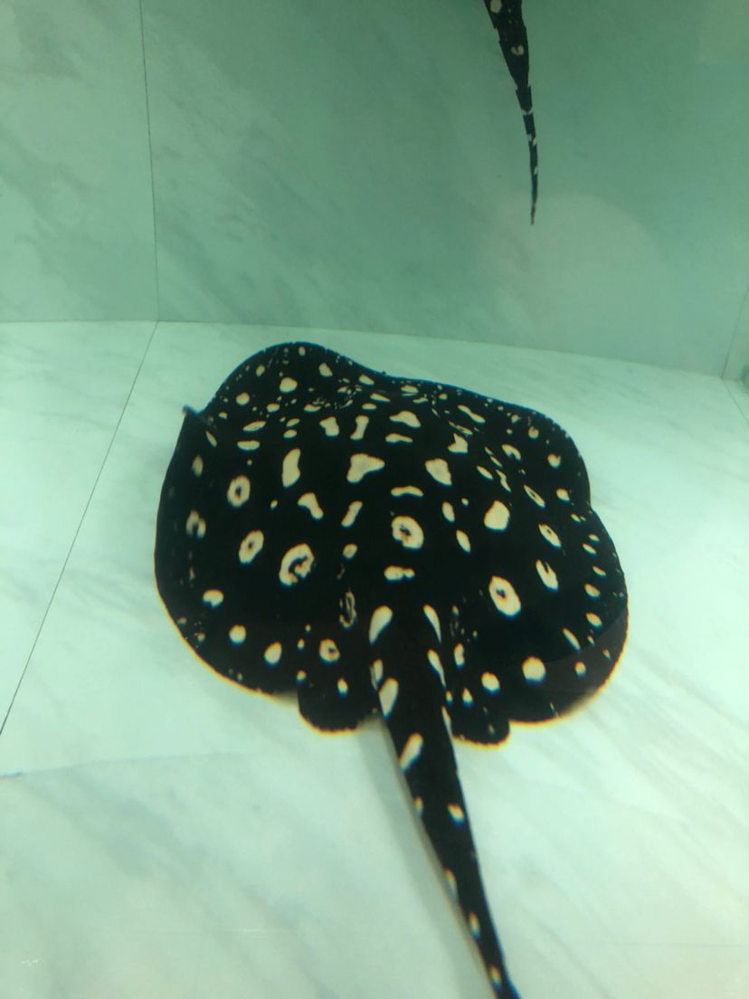 泰安觀賞魚市場圖片1種母圖2種公后面是這胎生的一公（泰安觀賞魚市場圖片）