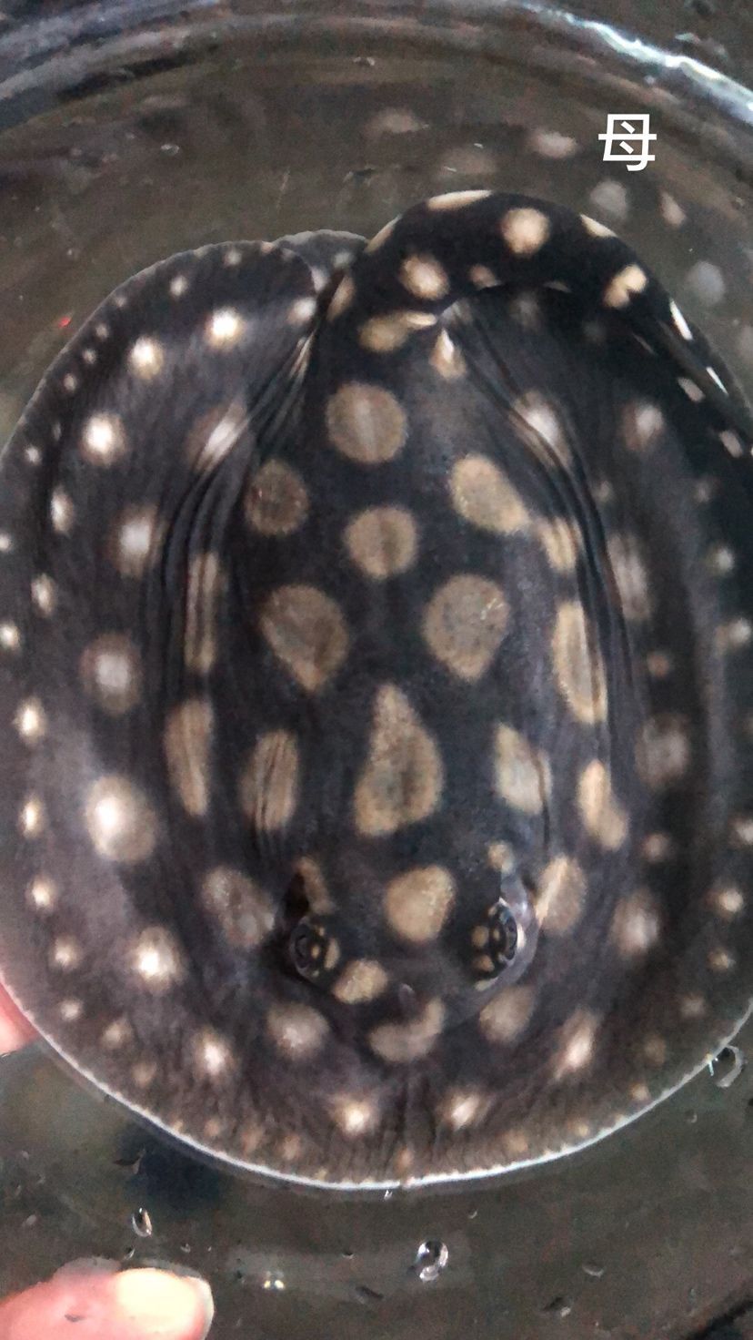 泰安觀賞魚市場圖片1種母圖2種公后面是這胎生的一公（泰安觀賞魚市場圖片）