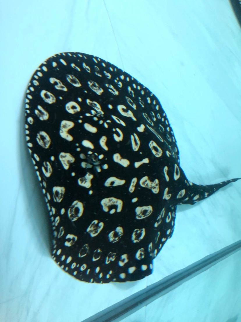 泰安觀賞魚市場圖片1種母圖2種公后面是這胎生的一公（泰安觀賞魚市場圖片）