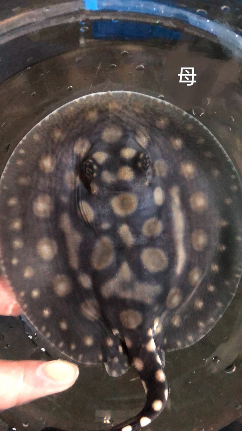 泰安觀賞魚市場圖片1種母圖2種公后面是這胎生的一公（泰安觀賞魚市場圖片）