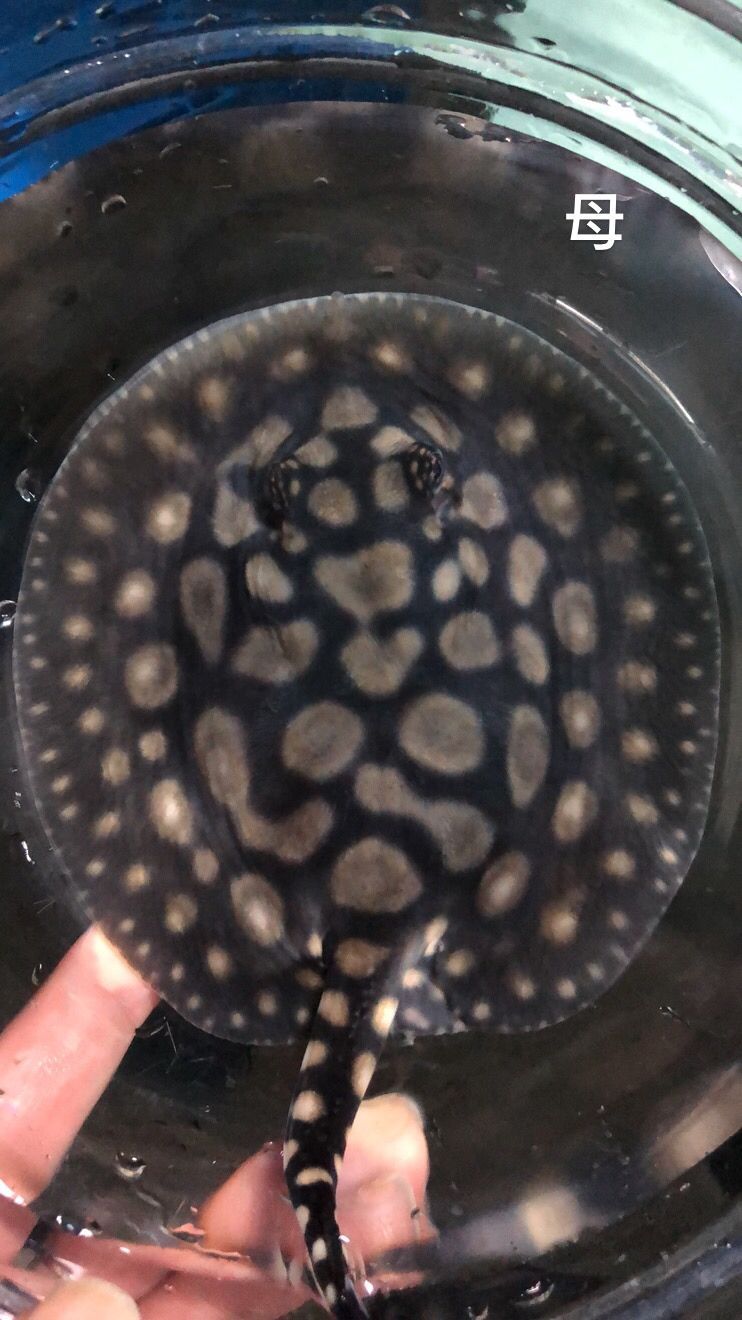 泰安觀賞魚市場圖片1種母圖2種公后面是這胎生的一公（泰安觀賞魚市場圖片）