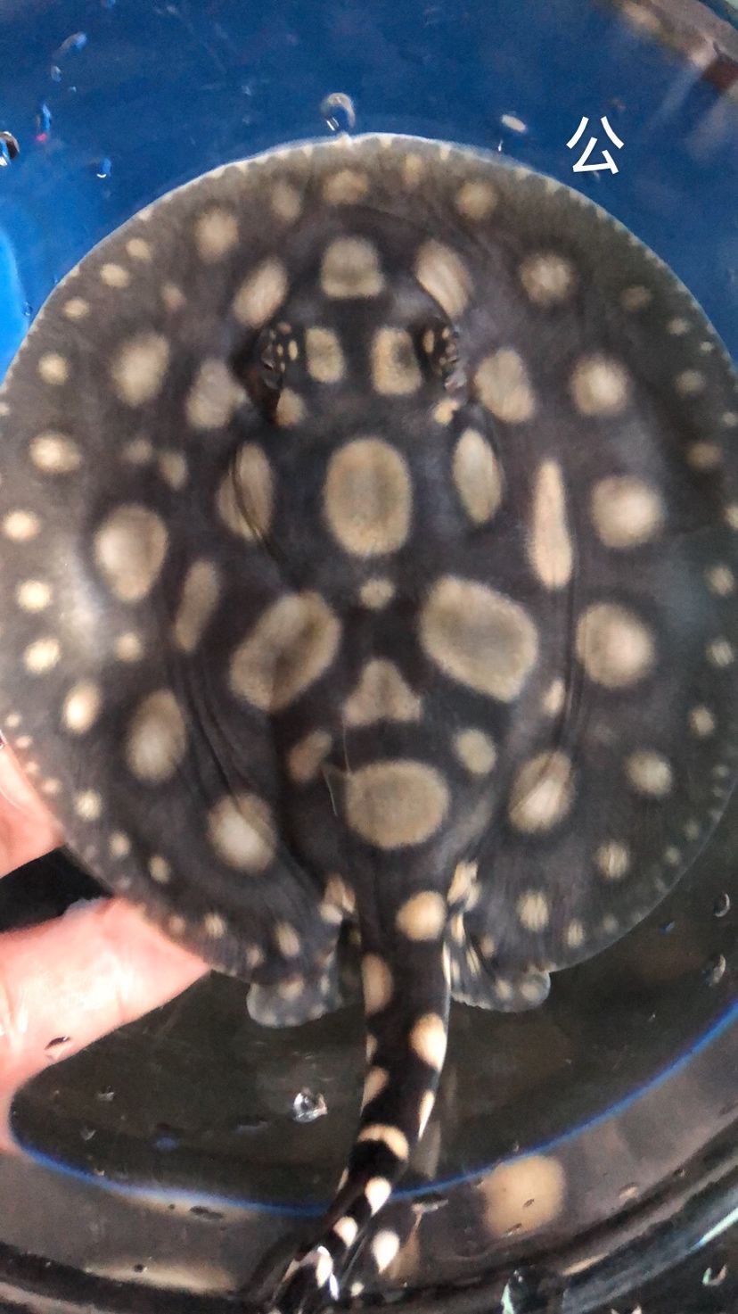 泰安觀賞魚市場圖片1種母圖2種公后面是這胎生的一公（泰安觀賞魚市場圖片）