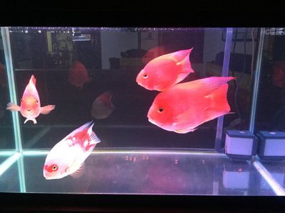 觀賞魚二手品交易平臺（觀賞魚二手品種交易平臺推薦及市場分析及市場分析）